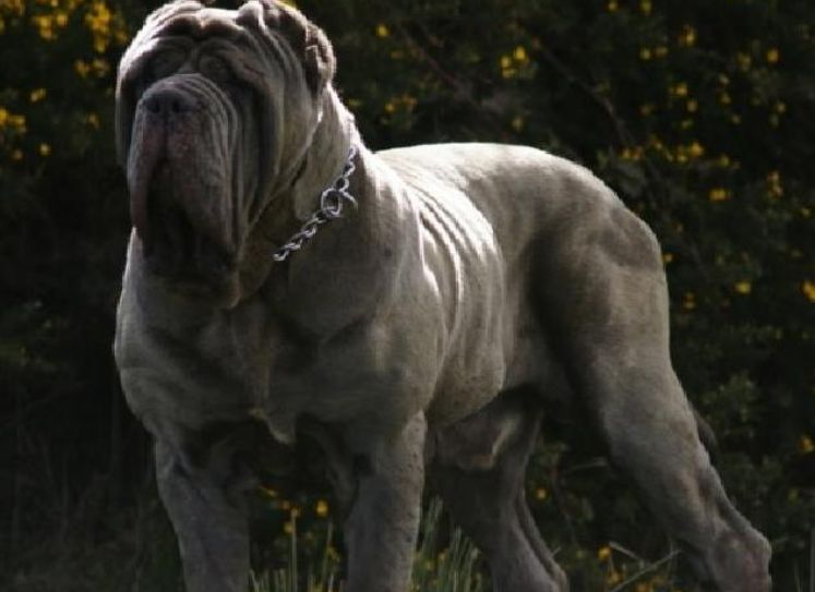 Mastino Napoletano ::.